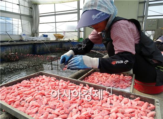 초여름 날씨가 이어진 가운데 요즘 전남 함평군 학교면 월산리 벼농사 제초용 우렁이 양식장에서 농민들이 친환경 논농사에 이용될 우렁이 알 채취 작업이 한창이다. 노해섭 기자 nogary@