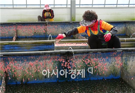 초여름 날씨가 이어진 가운데 요즘 전남 함평군 학교면 월산리 벼농사 제초용 우렁이 양식장에서 농민들이 친환경 논농사에 이용될 우렁이 알 채취 작업이 한창이다. 노해섭 기자 nogary@