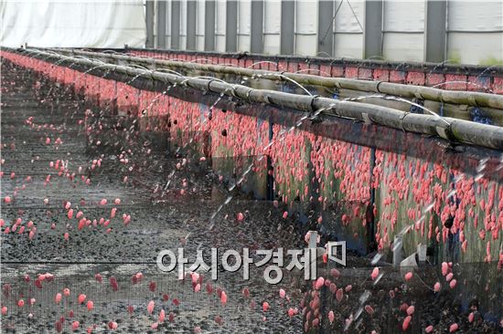 초여름 날씨가 이어진 가운데 요즘 전남 함평군 학교면 월산리 벼농사 제초용 우렁이 양식장에서 농민들이 친환경 논농사에 이용될 우렁이 알 채취 작업이 한창이다. 노해섭 기자 nogary@