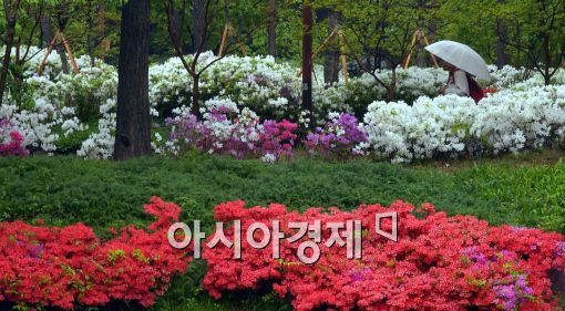 [포토]이른 아침부터 비...우산 쓴 시민들
