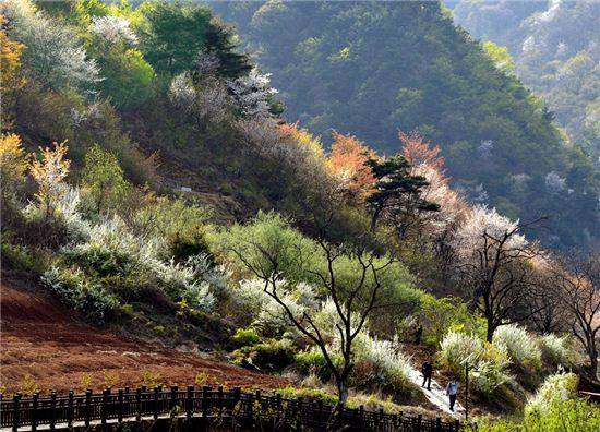 대청호오백리길의 일부인 부소담악 가는길.