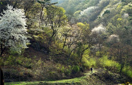 부소담악이 한 눈에 내려다 보이는 고리산 숲길의 봄빛 풍경