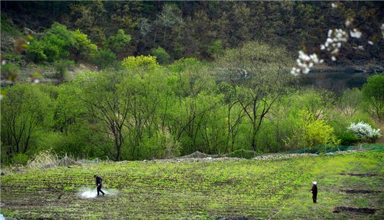 이맘때는 어딜 가도 연둣빛 새순이 돋아나는 청량한 봄빛을 만날 수 있다.