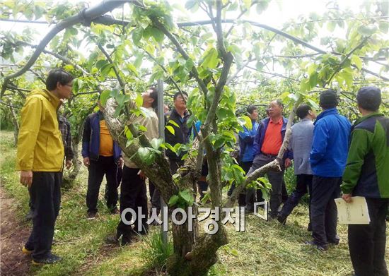 순천시, 배 최고품질 과실생산을 위한 현장컨설팅 개최