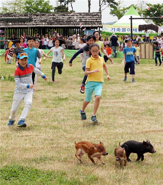 제17회 함평나비대축제가 한창인 5일 축제장을 찾은 어린이들이  새끼 멧돼지를 쫓아다니며 즐거워하고 있다.