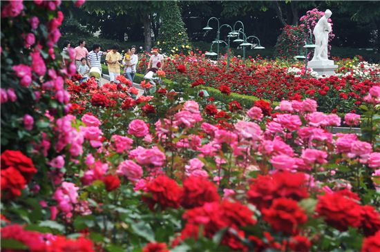 국내 꽃 축제 시대를 연 장미축제가 오는 8일 오픈한다.
