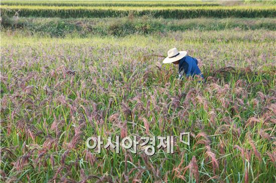 장흥군(군수 김성)은 오는 2018년까지 유기농 농산물의 인증면적을 2배 이상 확대할 방침이다.