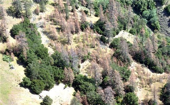 ▲수년 째 이어지는 가뭄으로 캘리포니아 지역의 1200만 그루의 나무가 고사한 것으로 분석됐다.[사진제공=National Forest Service/사이언스]