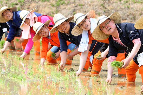 박수영 경기부지사 '쌀'성지 화성 정남서 모내기