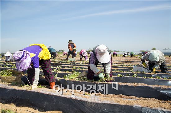 해남 들녘마다 고구마 순 정식 한창