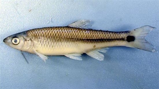 [오아시스]소음으로 짝짓기 어려운 물고기