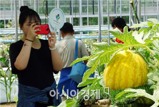 함평나비축제 마지막날인 10일 초여름 날씨가 이어진 가운데 축제가 열리고있는 함평엑스포공원에 전국에서 수많은 관광객들이 찾아와 나비와 꽃을 보면서 봄을 만끽했다. 관광객들이 친환경농업관에서 노랗게 익어가는 수박을 카메라에 담고있다.