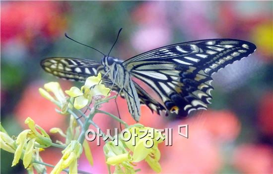 호랑나비