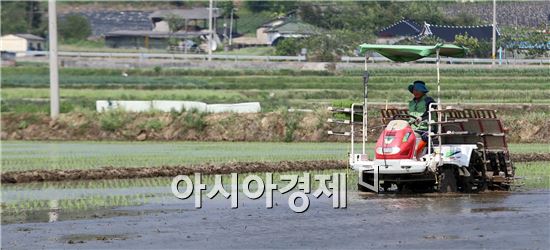 [포토]‘한해 농사의 시작’ 모내기에 분주한 들녘