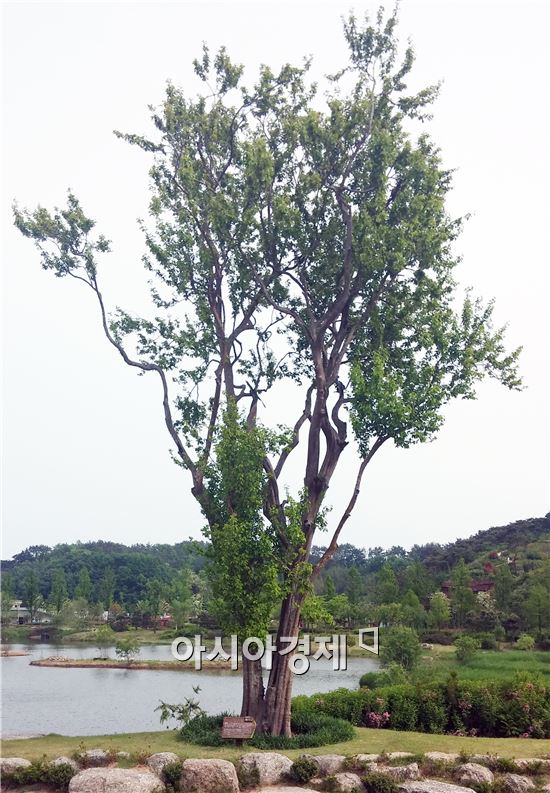 모과나무