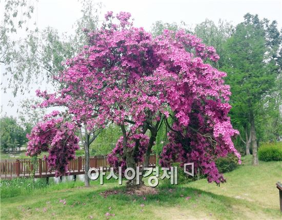 철쭉