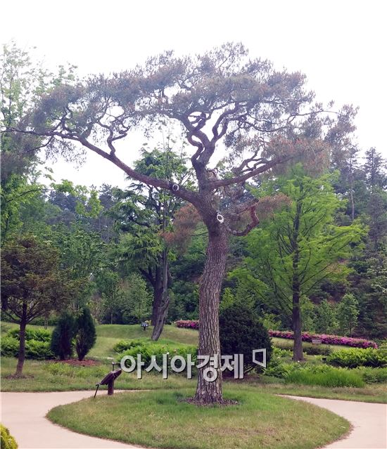 순천만정원 1번 나무