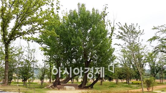 포플러