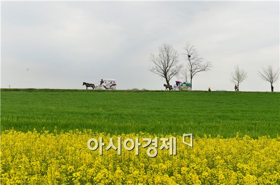 고창청보리밭축제, "35만명 다녀가…지역대표 축제 자리매김”