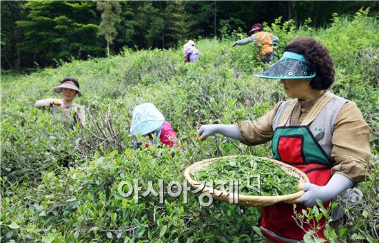 [포토]1000년 고찰의 깊은 향 야생녹차 수확 한창