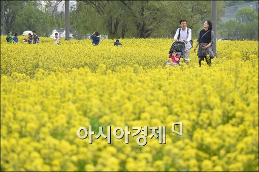 [포토]서래섬에 유채꽃 만발