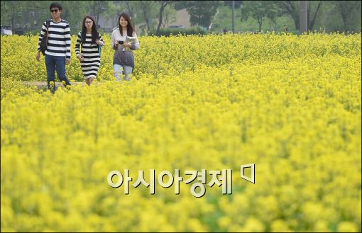 [포토]반포 서래섬에서 유채꽃 축제