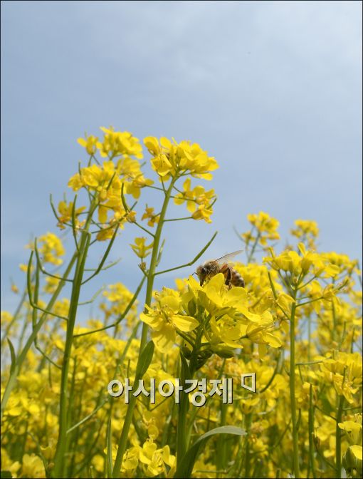 [포토]'꿀벌 날다'