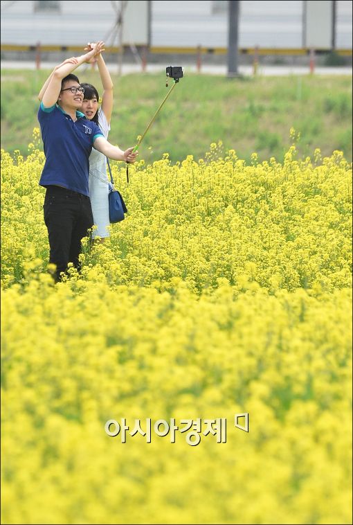 [포토]반포 서래섬에서 유채꽃 축제