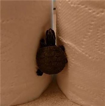 드와이트. 사진출처=드와이트거북이 인스타그램(@dwighttheturtle)