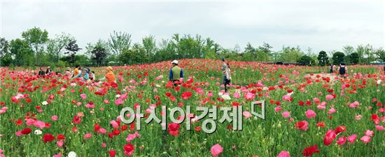 꽃양귀비