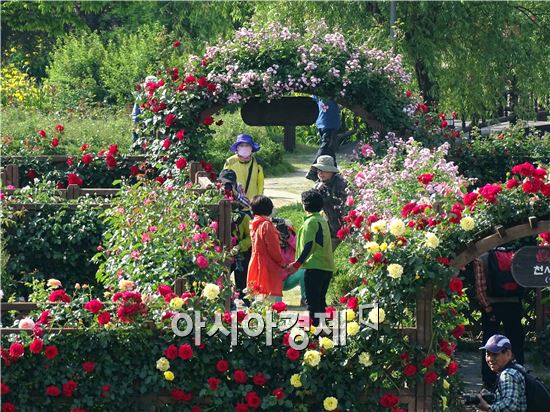 ‘수천만송이 그윽한 장미향기’관광객유혹, 곡성세계장미축제 개막