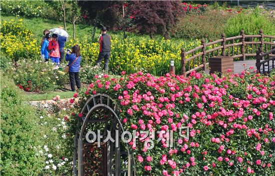 22일 오전 곡성세계장미축제가 열리는 1004 장미공원에서 관광객들이 기념사진을 촬영하면서 그윽한 장미향기를 맡고있다. 노해섭 기자 nogary@