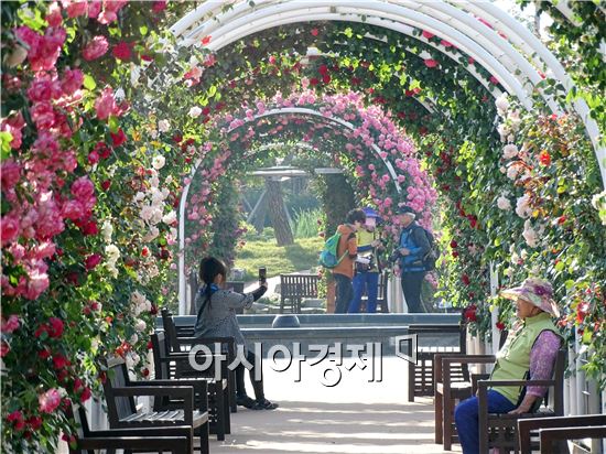 22일 오전 곡성세계장미축제가 열리는 1004 장미공원에서 관광객들이 기념사진을 촬영하면서 그윽한 장미향기를 맡고있다. 노해섭 기자 nogary@