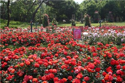 프로포즈는 장미꽃으로…서울대공원 '장미원' 축제