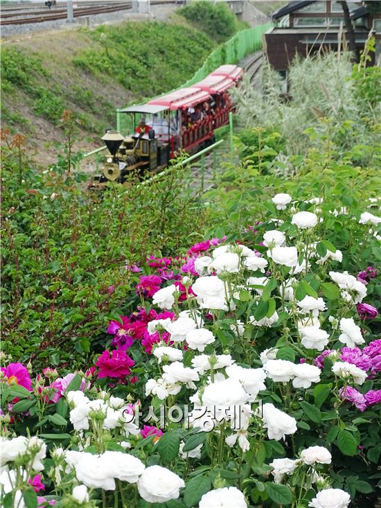 [포토]미니기차 타고 장미향을 맡고있는 관광객들