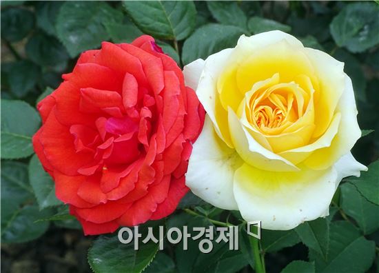 [포토]관광객 유혹하는  화려한 장미