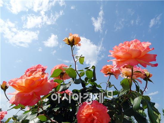 [포토]파란하늘과 조화를 이룬 장미꽃