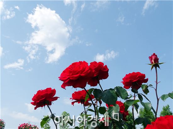 [포토]파란하늘과 조화를 이룬 장미꽃