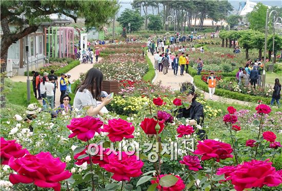 곡성세계장미축제 ~"장미꽃 반, 사람 반" 인산인해