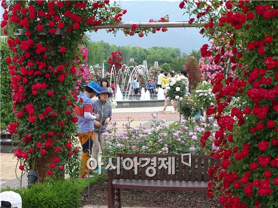 [포토]관광객 유혹하는 붉은 장미