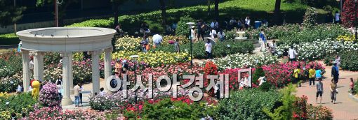 [포토]활짝 핀 국산장미들