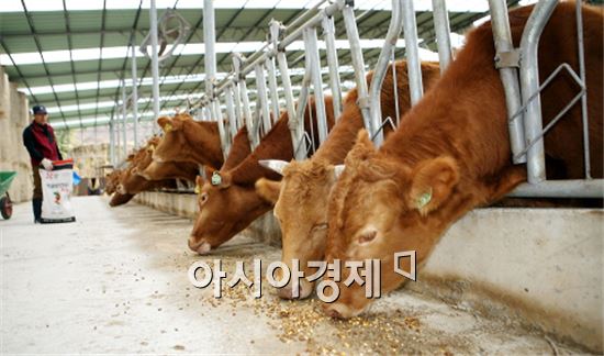 해남군, 발효사료 급여로 한우 생산비 40% 절감