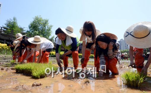 [포토]양평유수지 벼농사 모내기 체험하는 어린이들