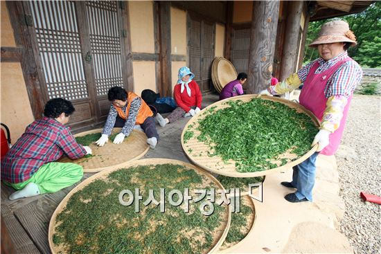 [포토]야생작설차 가공하는 아낙네들