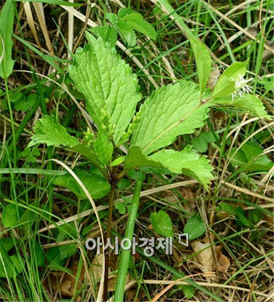 전남 진도서 멸종위기 식물‘끈끈이귀개’서식지 발견