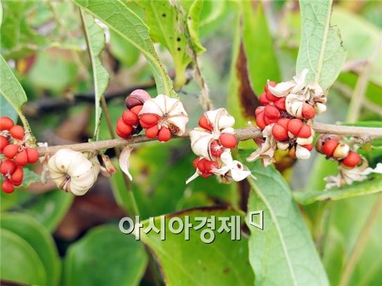 전남 진도서 멸종위기 식물‘끈끈이귀개’서식지 발견