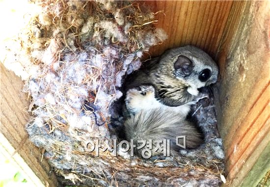 순천만에서 멸종위기종 ‘하늘다람쥐’서식지 발견