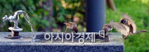 [포토]목 타는 참새들