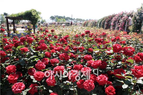 곡성 섬진강기차마을, 명품장미 개화 절정