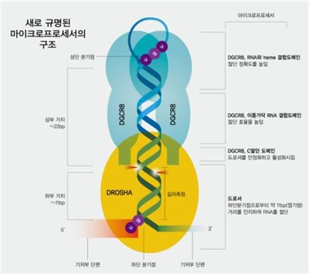 ▲드로셔-DGCR8 단백질 복합체의 기능 해부도.[사진제공=미래부]
